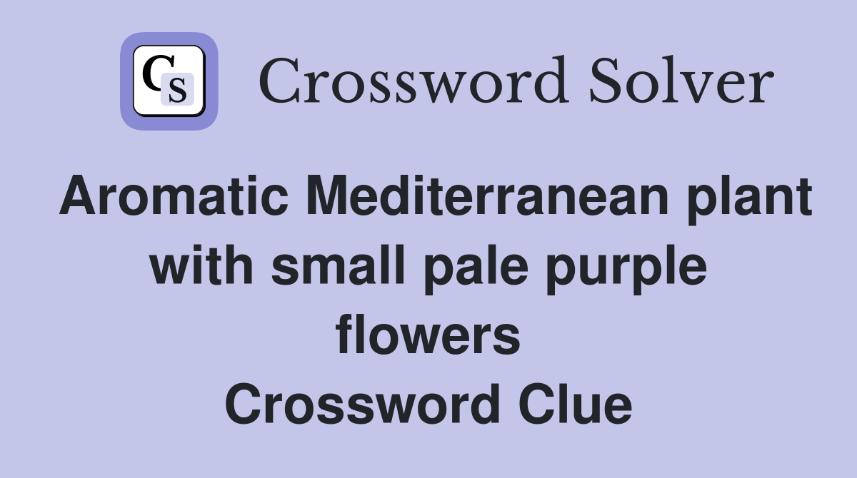 Aromatic Mediterranean plant with small pale purple flowers Crossword